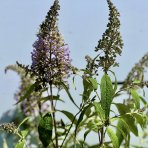 Budleja Dávidova (Buddleja Davidii) ‘SUMMER BIRD’ - výška 40-60 cm, kont. C3L